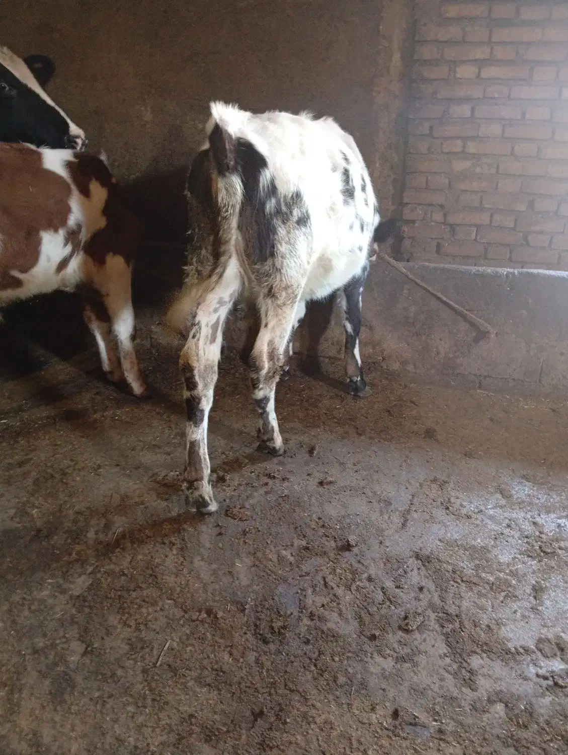 گوساله سیمیتال|حیوانات مزرعه|خاروانا, |دیوار