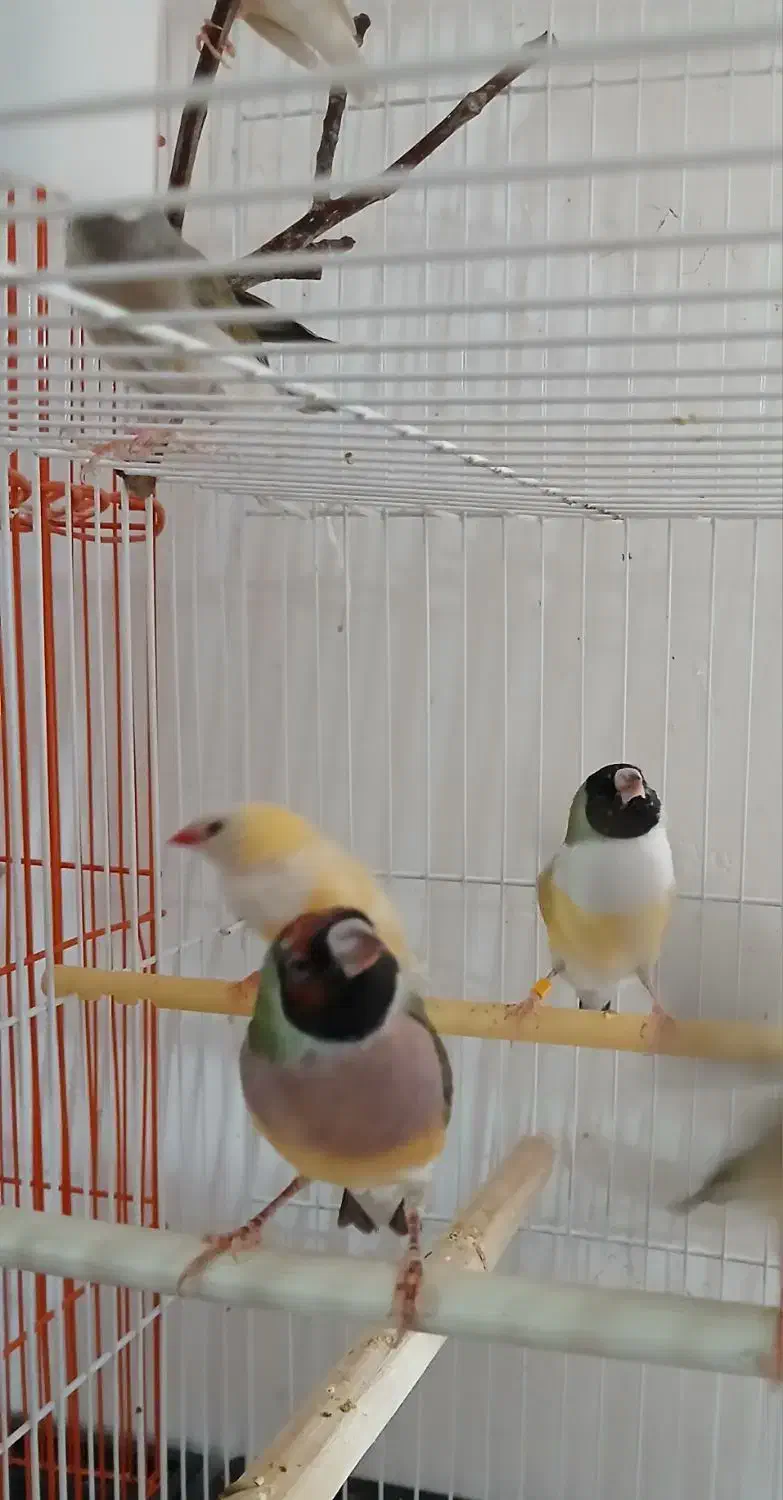 فنچ گلدین|پرنده|نیشابور, شهرک قدس|دیوار