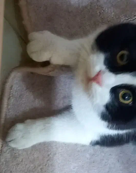 گربه ،گمشده در شهرک نساجی قائمشهر|گربه|قائم‌شهر, |دیوار