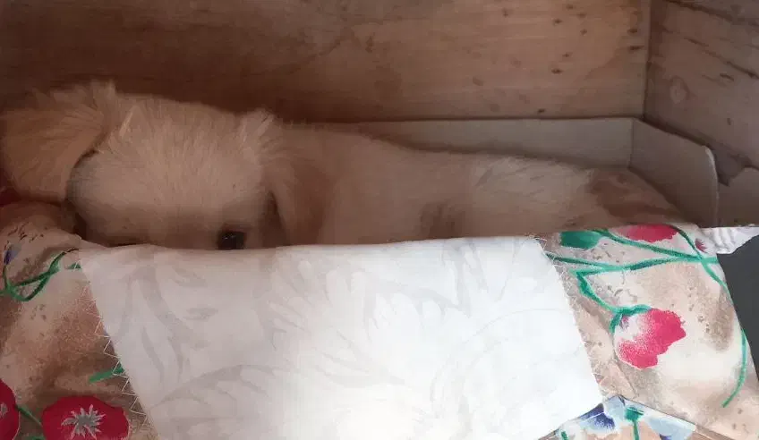 برفی.|سگ|بناب, |دیوار