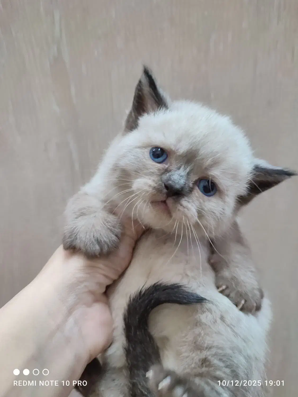 گربه اسکاتیش و بریتیش|گربه|تهران, سبلان (لشگر)|دیوار