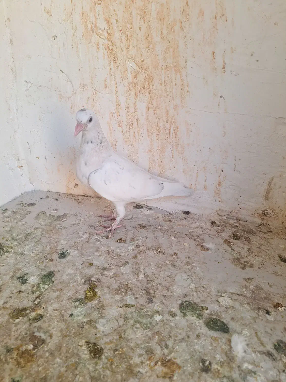 جوجه المانی|پرنده|مشهد, ادیب نیشابوری (شهرک غرب)|دیوار