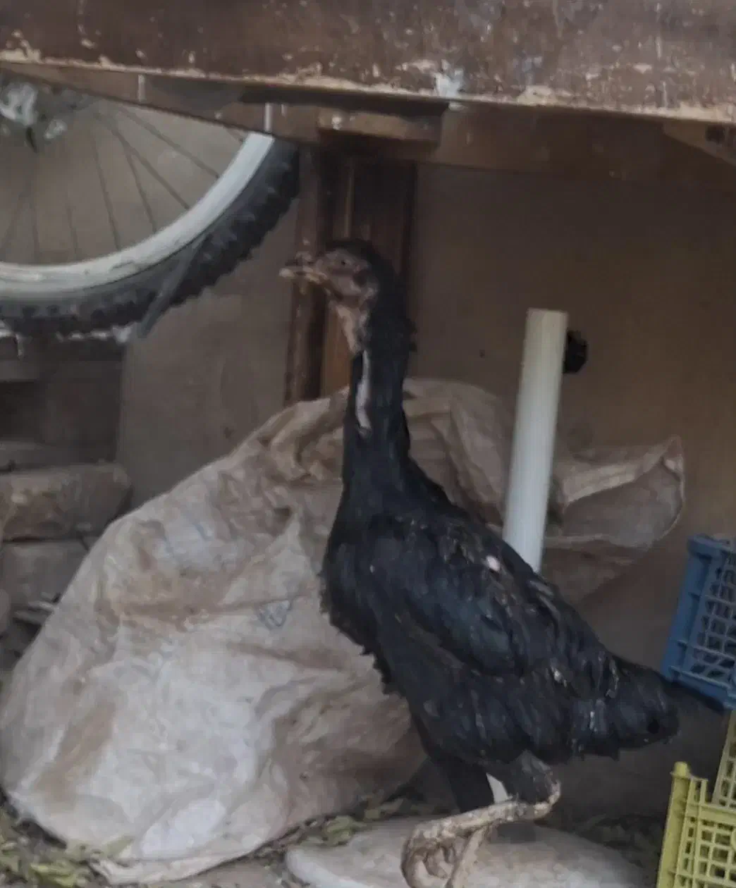 مرغ لاری|حیوانات مزرعه|الوند, |دیوار