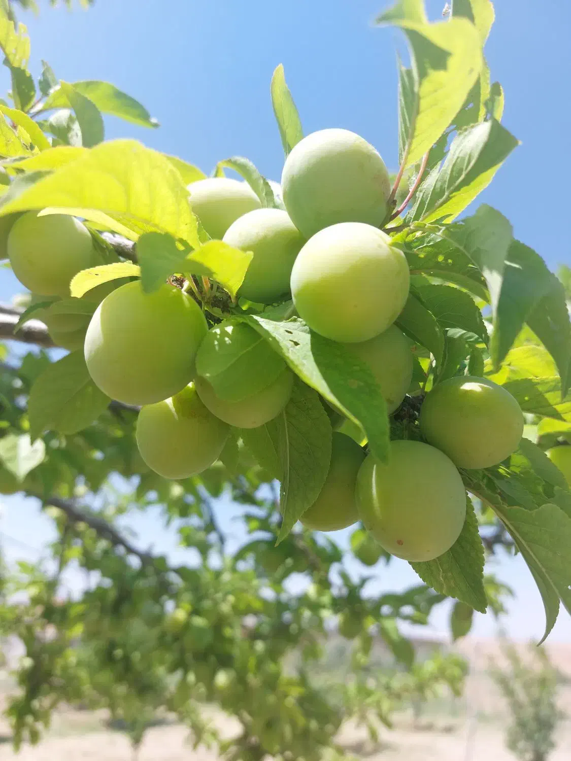 فروش زمین ۹۰۰۰ متری سنددار داخل روستا|فروش زمین و ملک کلنگی|کاغذکنان, |دیوار