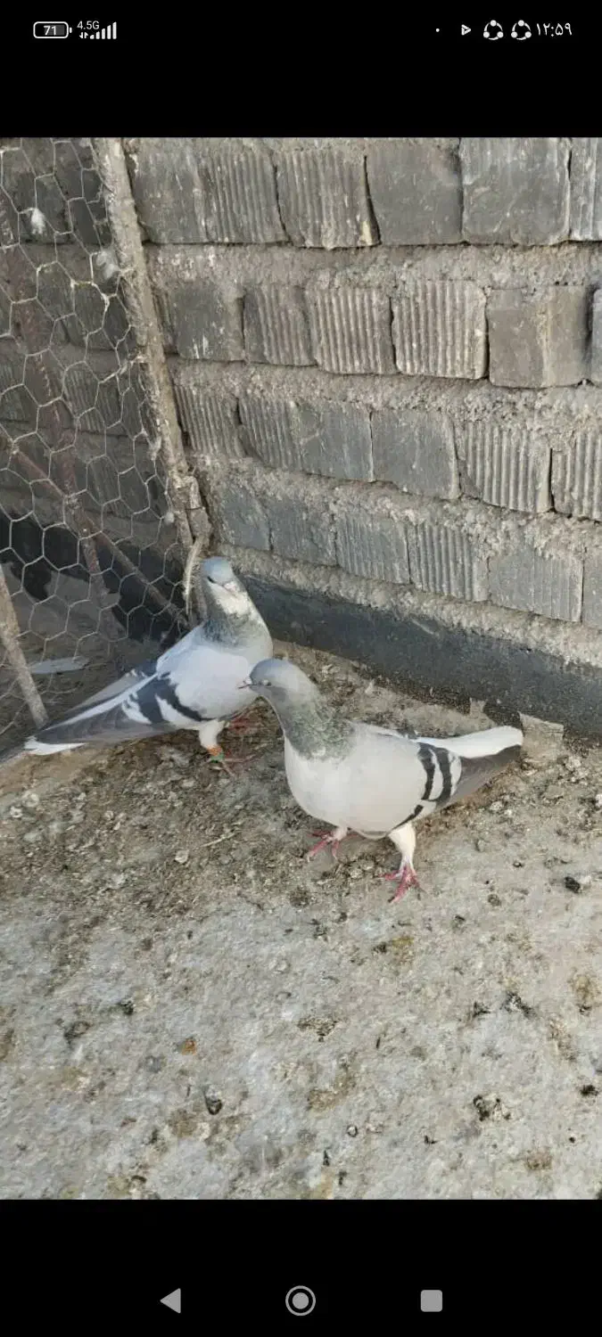 کفتر شهری|پرنده|شیراز, دلگشا|دیوار