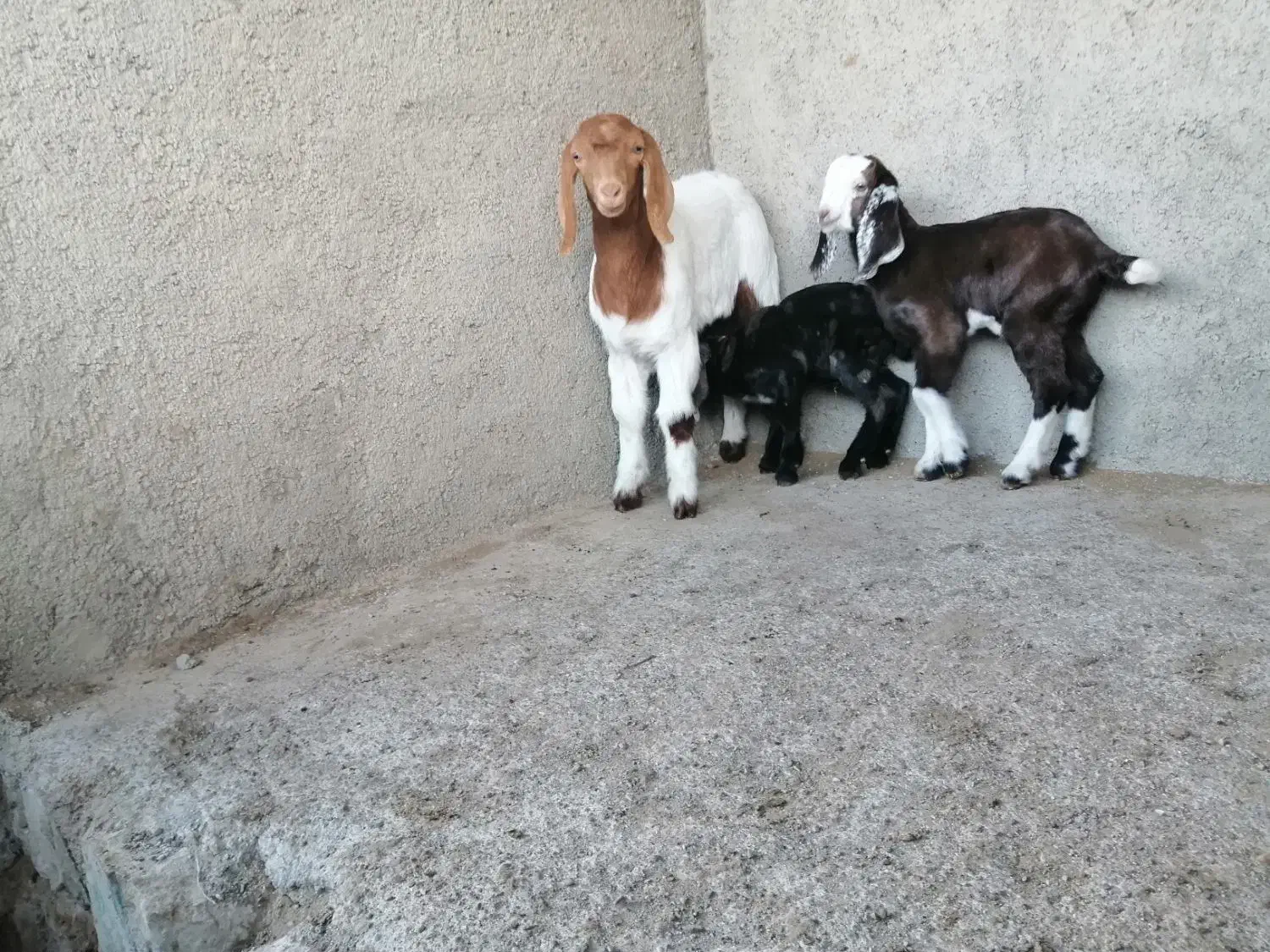 بزو|حیوانات مزرعه|سبزوار, چهارراه فرودگاه|دیوار