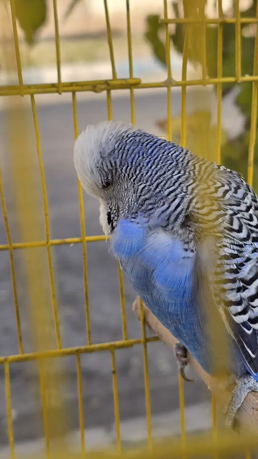 یک جفت مرغ عشق انگلیسی گرید A|پرنده|شاهینشهر, شهرک میلاد|دیوار