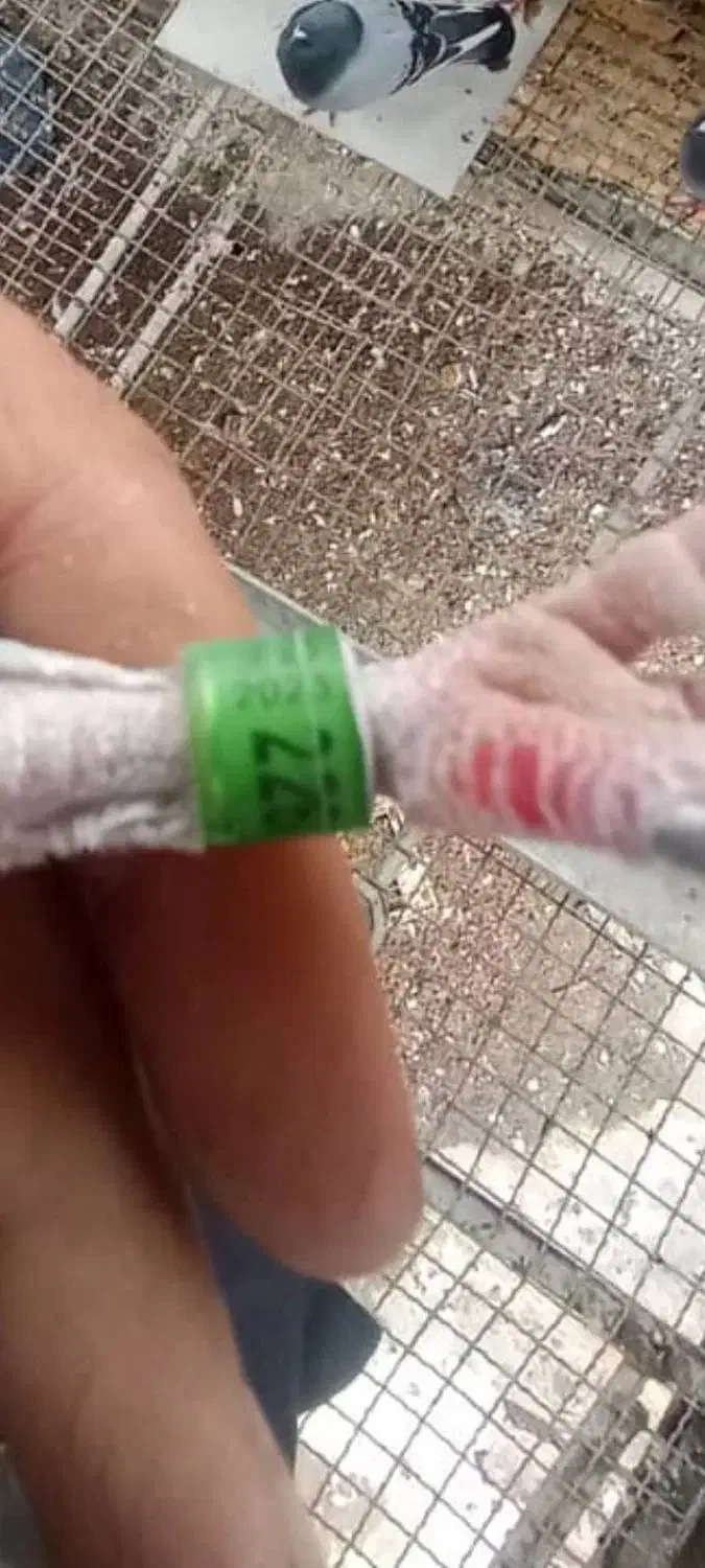 نر پلاکی وارداتی عراق|پرنده|کارون, |دیوار