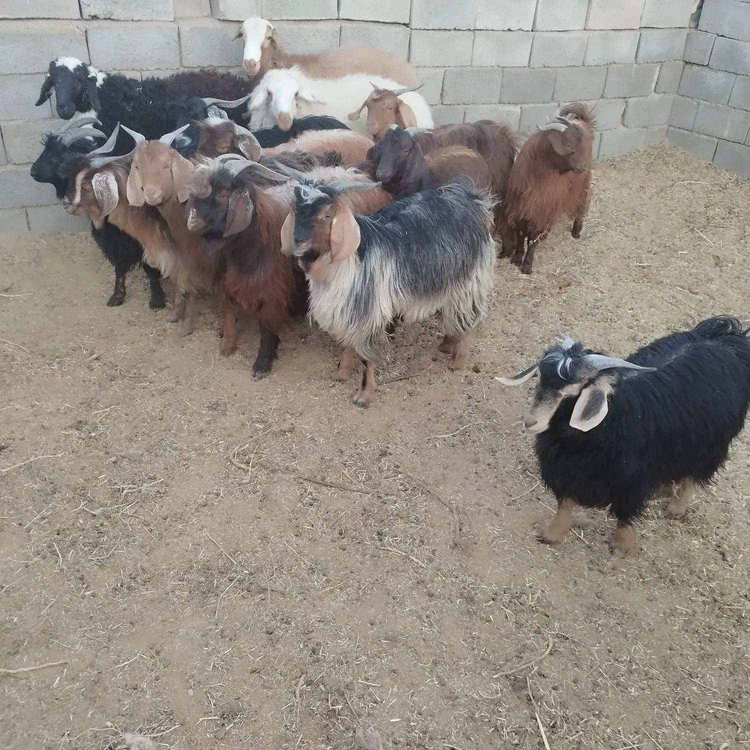 ده عدد بزغاله چاق|حیوانات مزرعه|قائن, |دیوار