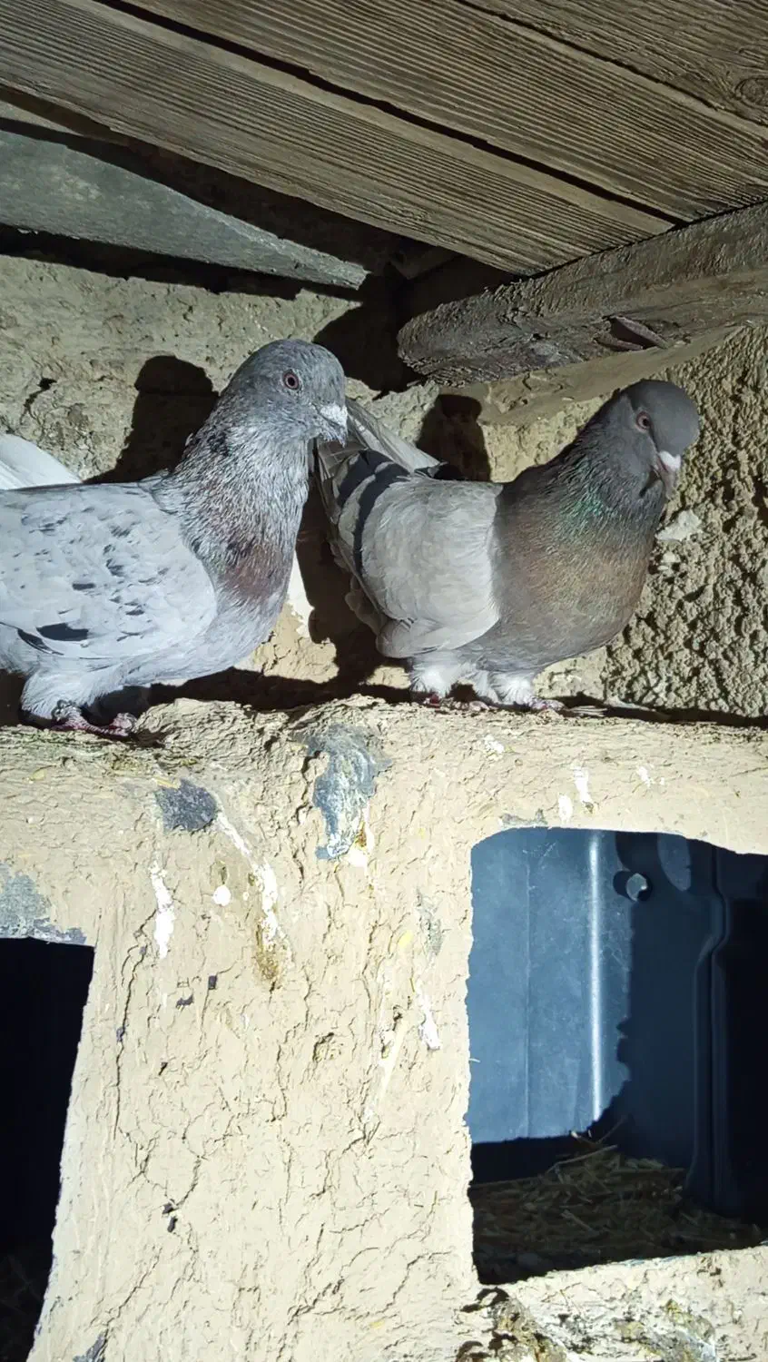 کفتر طوقی|پرنده|سرپل ذهاب, |دیوار