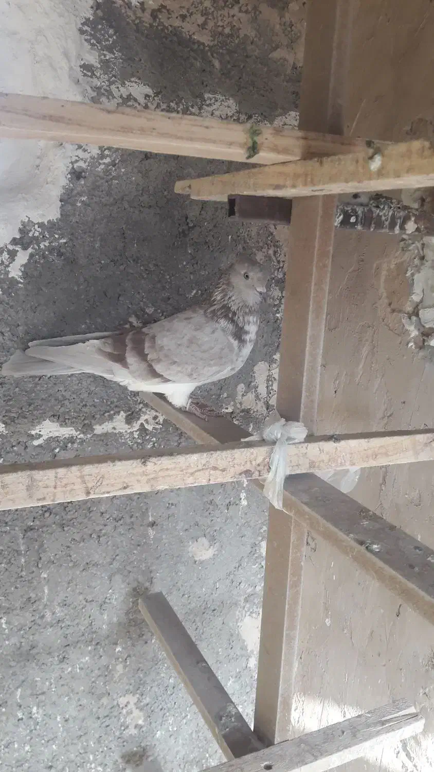 کفتر پرشی|پرنده|پاکدشت, حصار امیر|دیوار