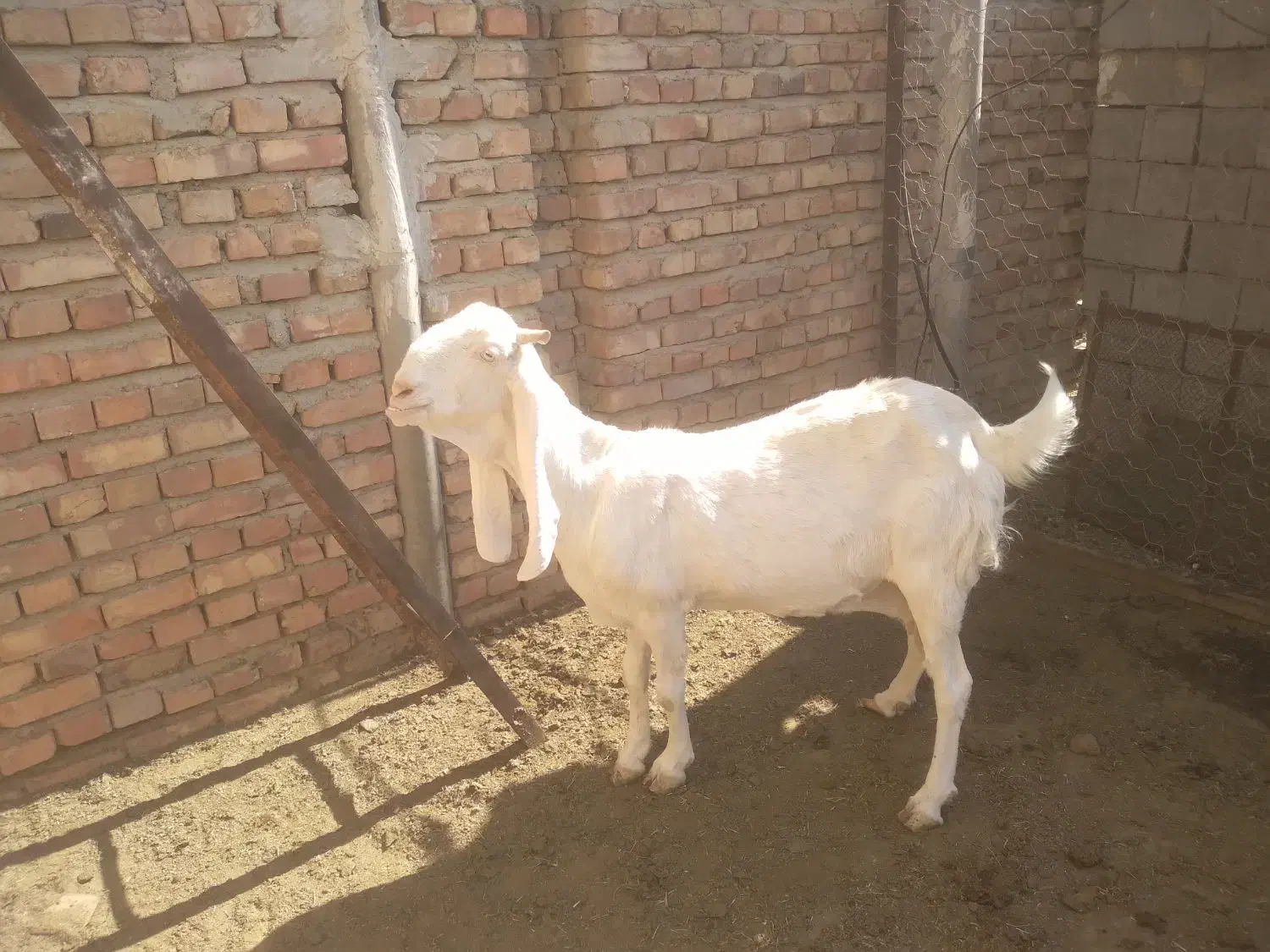 بز گلابی اصیل|حیوانات مزرعه|ایرانشهر, |دیوار