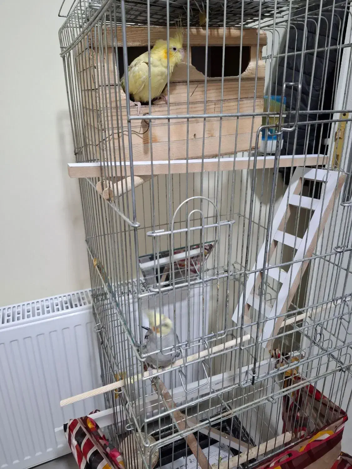 عروس هلندی|پرنده|پرند, فاز ۶|دیوار