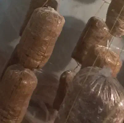 کاه گندم همراه ریشه قارچ صدفی|گل و گیاه طبیعی|اصفهان, قهجاورستان|دیوار