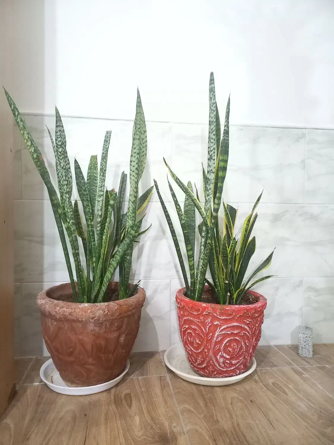 گلدان با استند|گل و گیاه طبیعی|رفسنجان, |دیوار