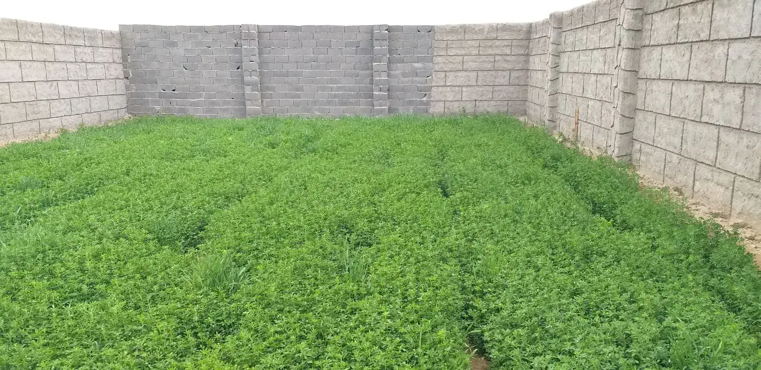 بذر یونجه رنجر اصل،تخم یونجه|گل و گیاه طبیعی|اصفهان, ارغوانیه|دیوار