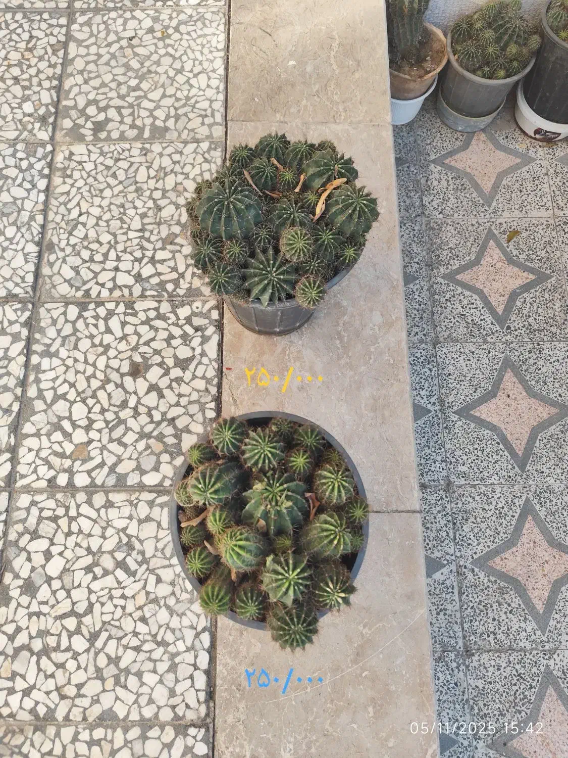 کاکتوس|گل و گیاه طبیعی|شیراز, کرونی(خاتونک)|دیوار