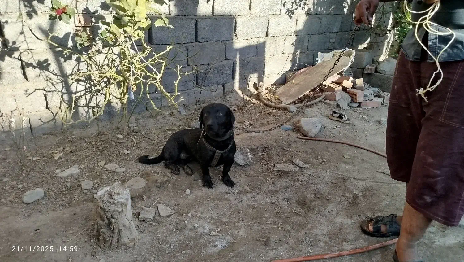 سگ پا کوتاه|سگ|جیرفت, |دیوار