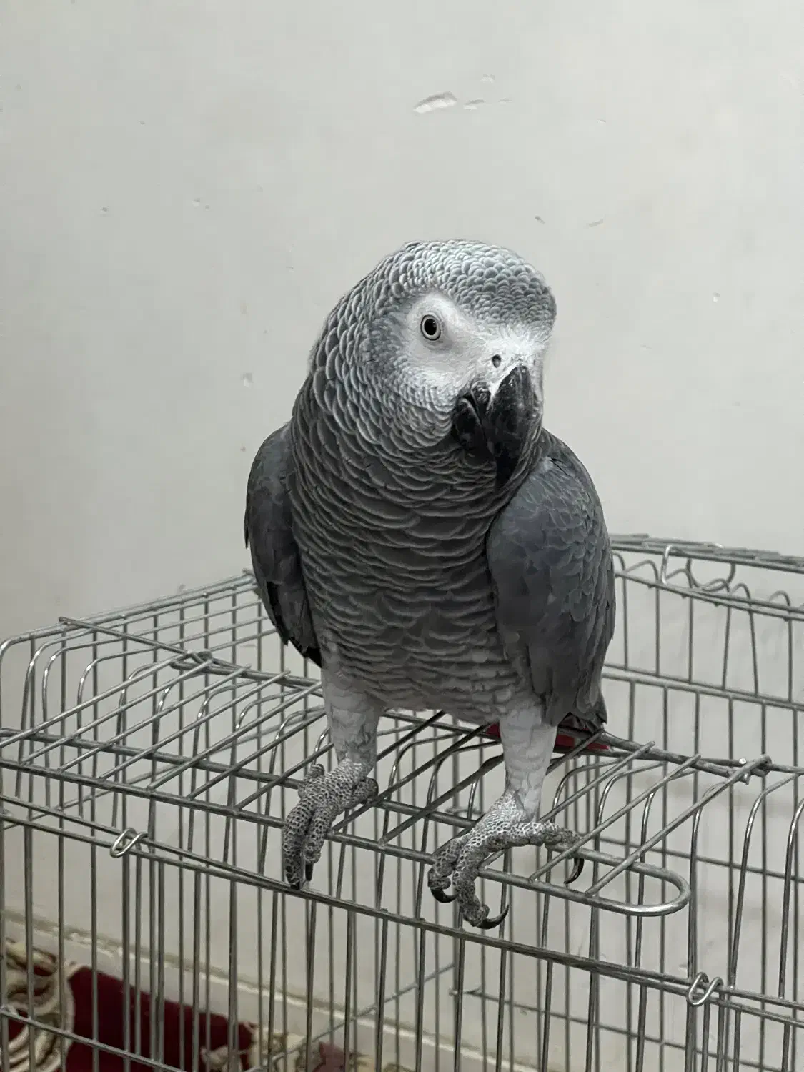 کاسکوی دم قرمز|پرنده|رشت, کوی قدس|دیوار