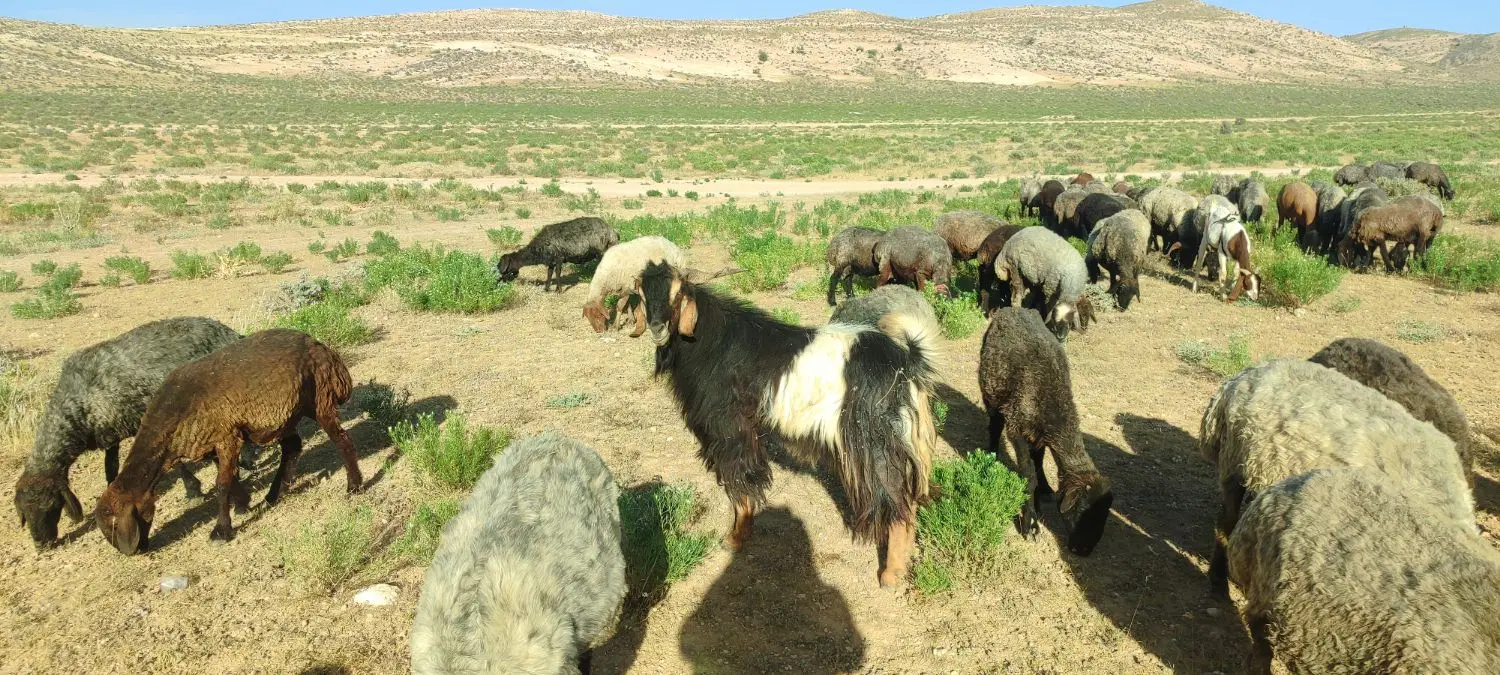 دبر برزی|حیوانات مزرعه|شیبکوه (فارس), |دیوار