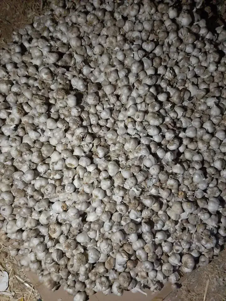 سیر درجه یک محلی|عمده‌فروشی|مشکان, |دیوار