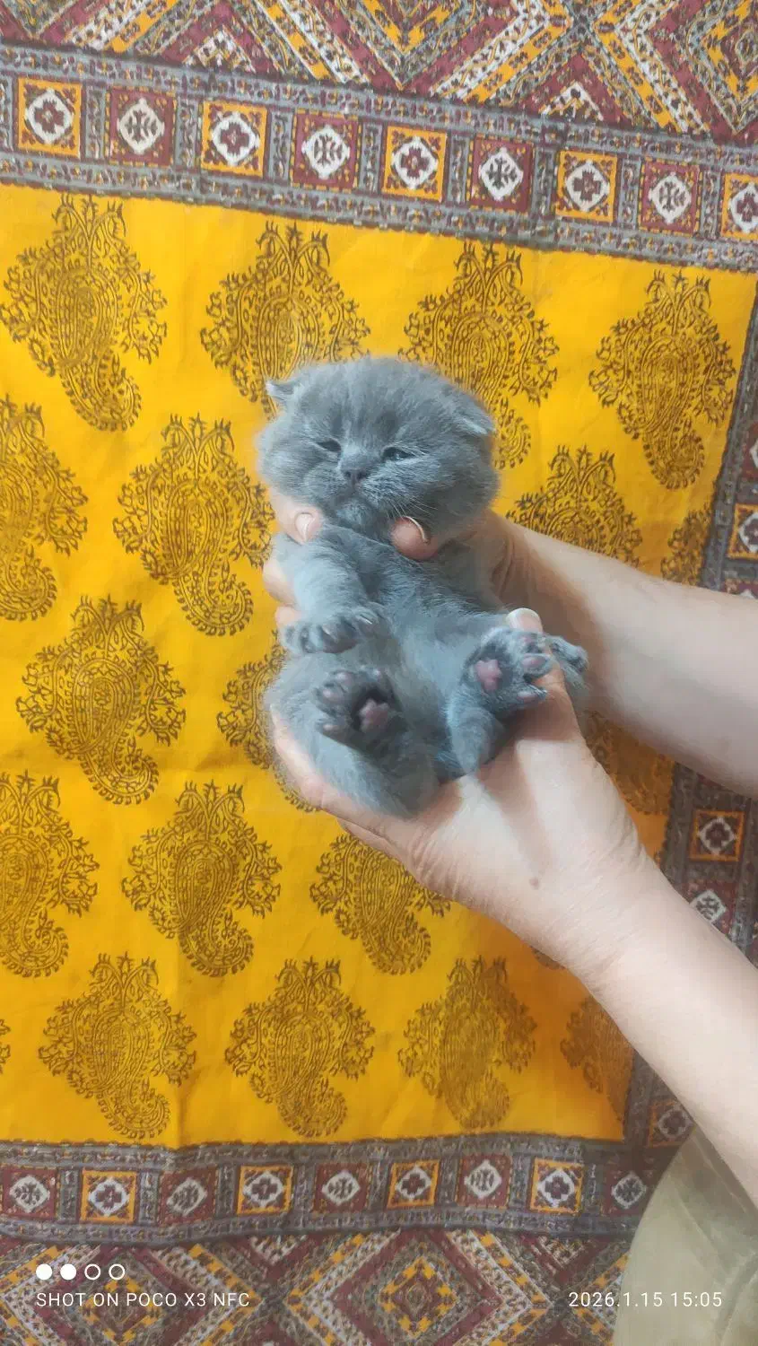 نر اسکاتیش بلو|گربه|چهاردانگه (تهران), |دیوار