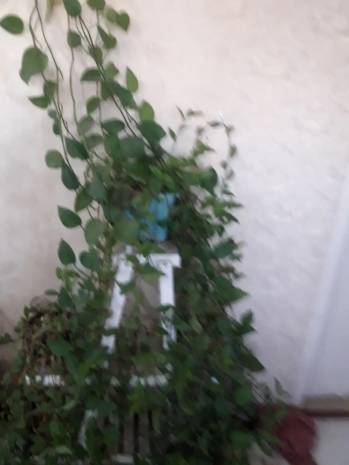 تعدادی گل شاداب حسن یوسف و اپارتمانی بفروش میرسد|گل و گیاه طبیعی|سمنان, |دیوار