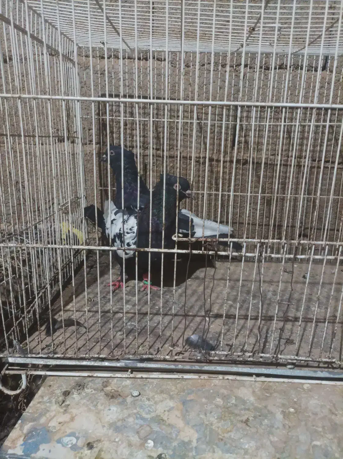 جفت سینه سیاه فروشی|پرنده|ششطراز, |دیوار