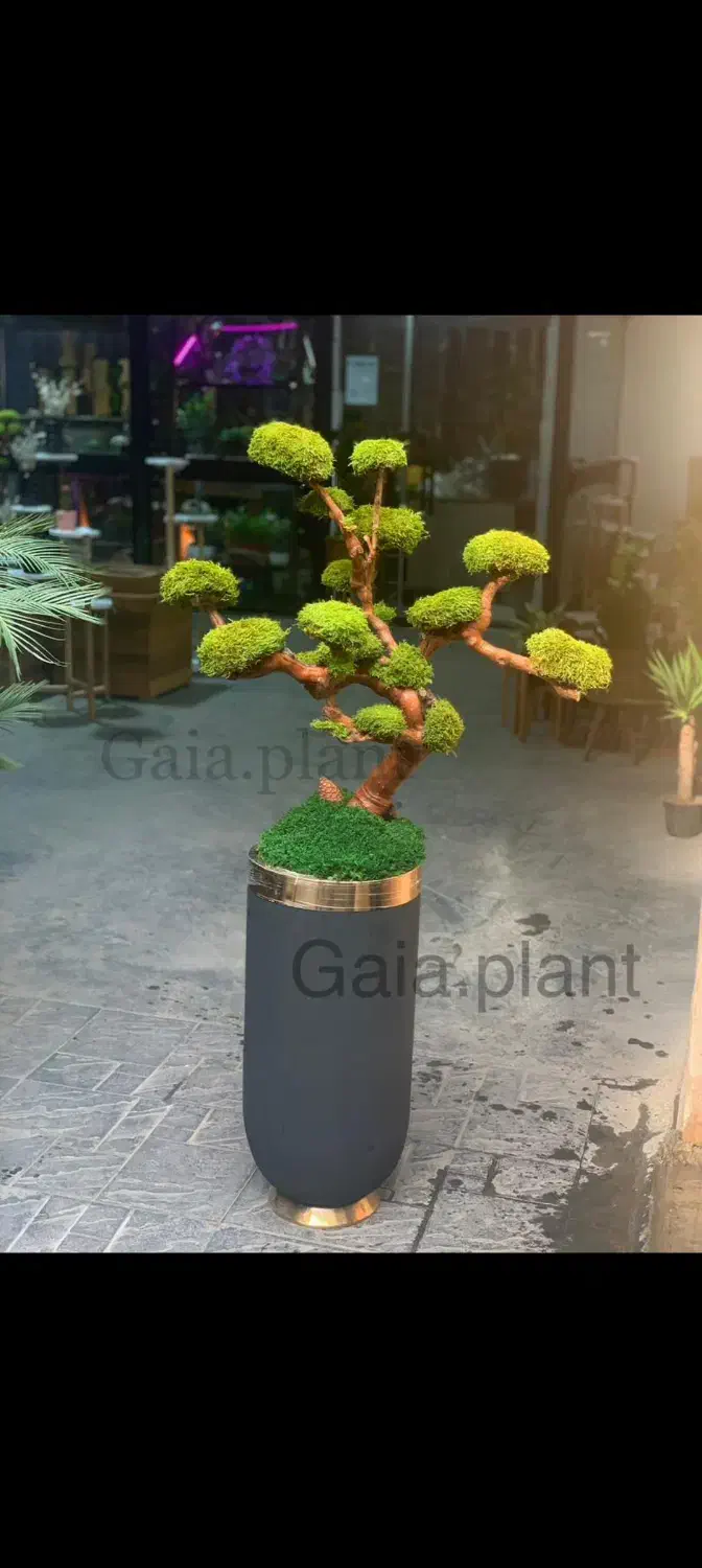 درخت جاودان بنسای دیوار خزه ای صخره|گل و گیاه طبیعی|تهران, اکباتان|دیوار