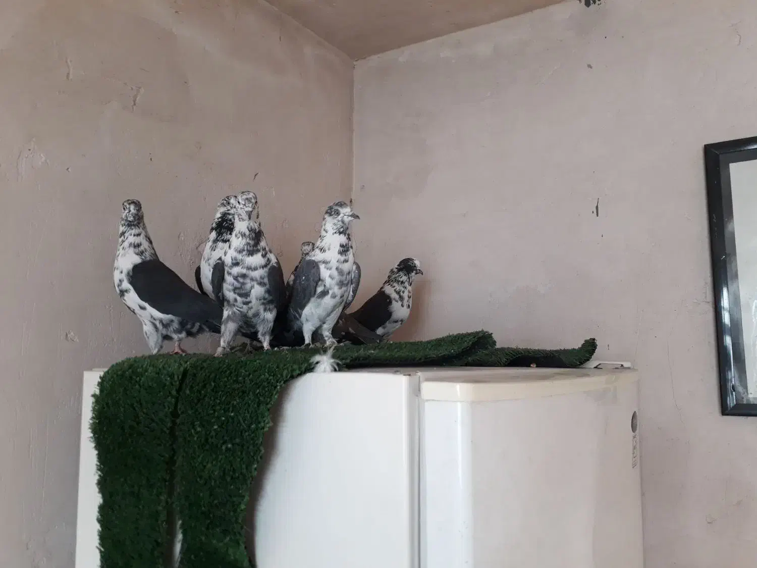 کفتر|پرنده|قم, انصارالحسین|دیوار