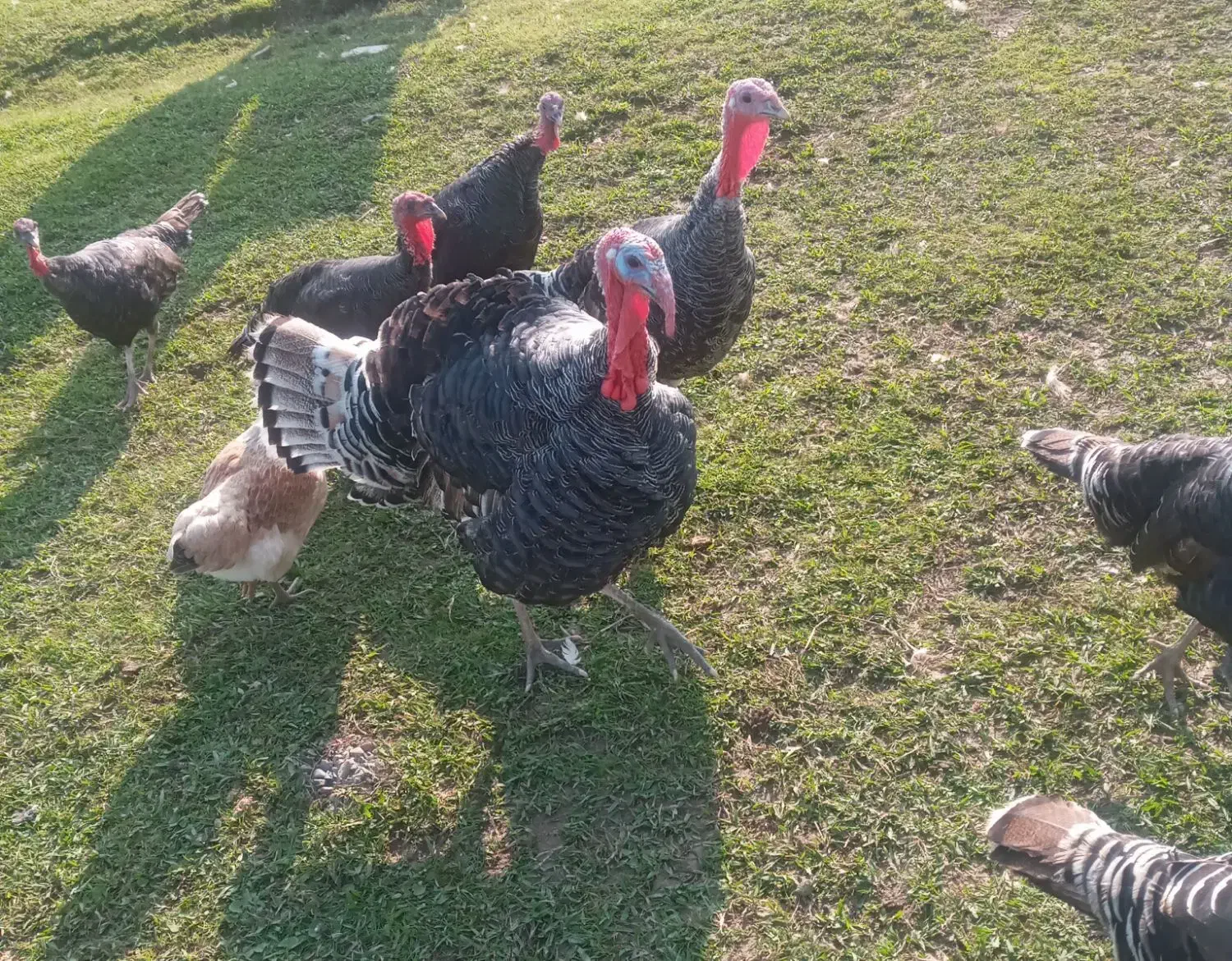 بقلمون ۵ عدد فروشی|حیوانات مزرعه|سیاهکل, |دیوار