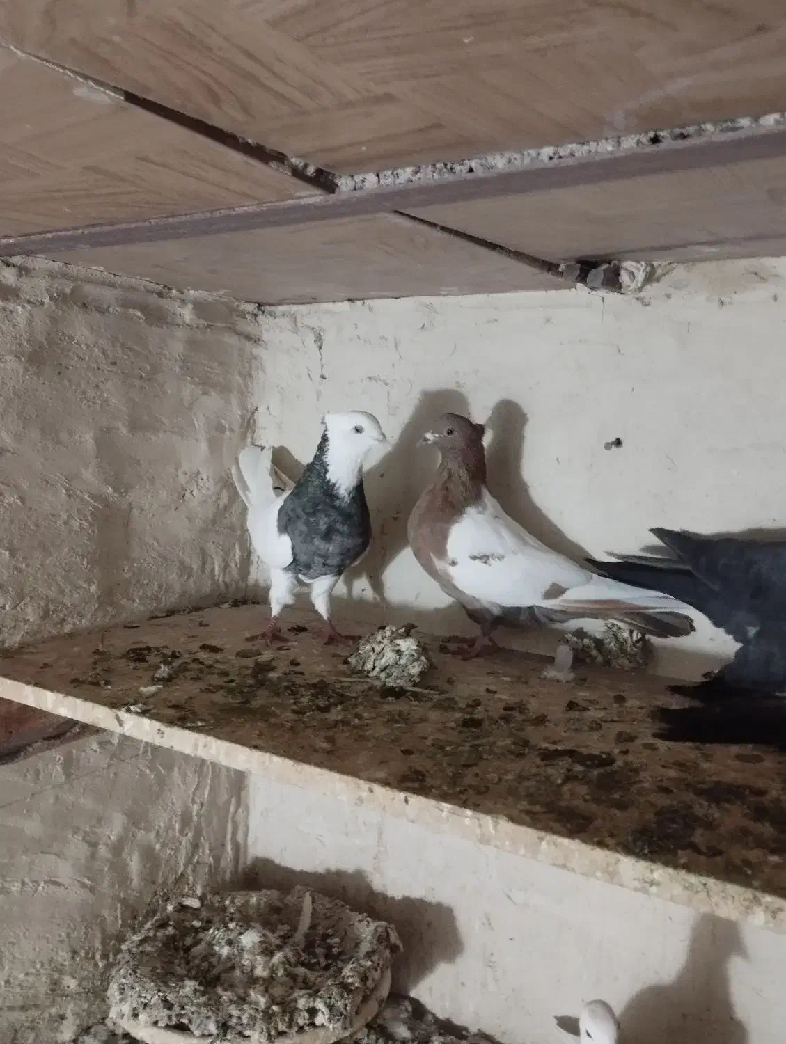 کبوتر|پرنده|بستان آباد, |دیوار