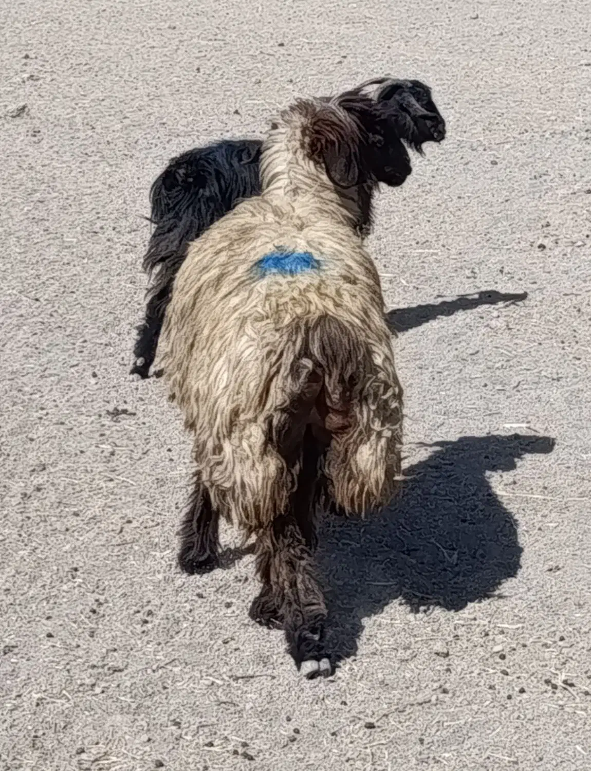 شیشک میش و قوچ چاق و سرحال|حیوانات مزرعه|مرودشت, نقش رستم|دیوار