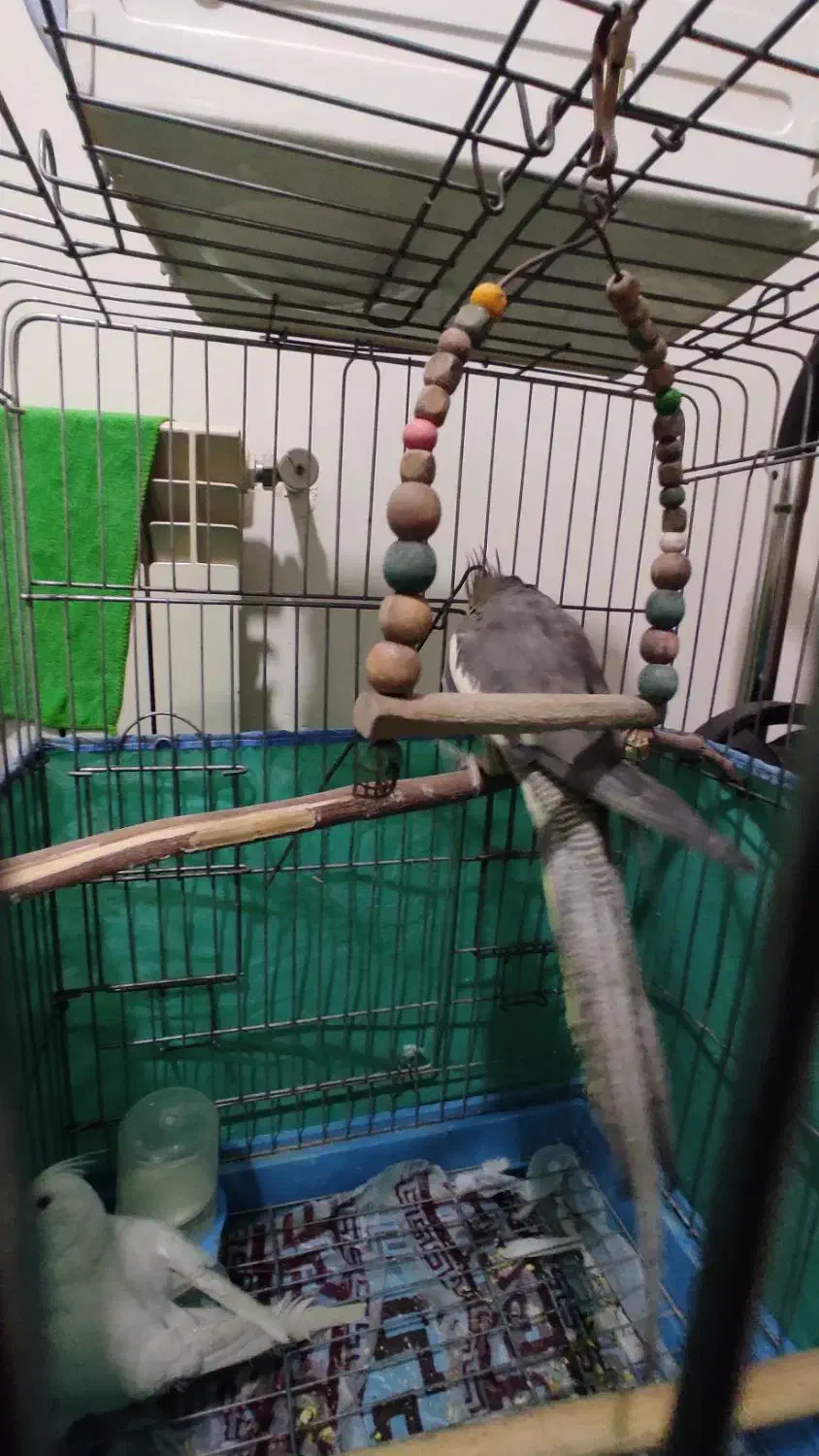 ماده عروس هلندی|پرنده|محمدیه-قزوین, |دیوار