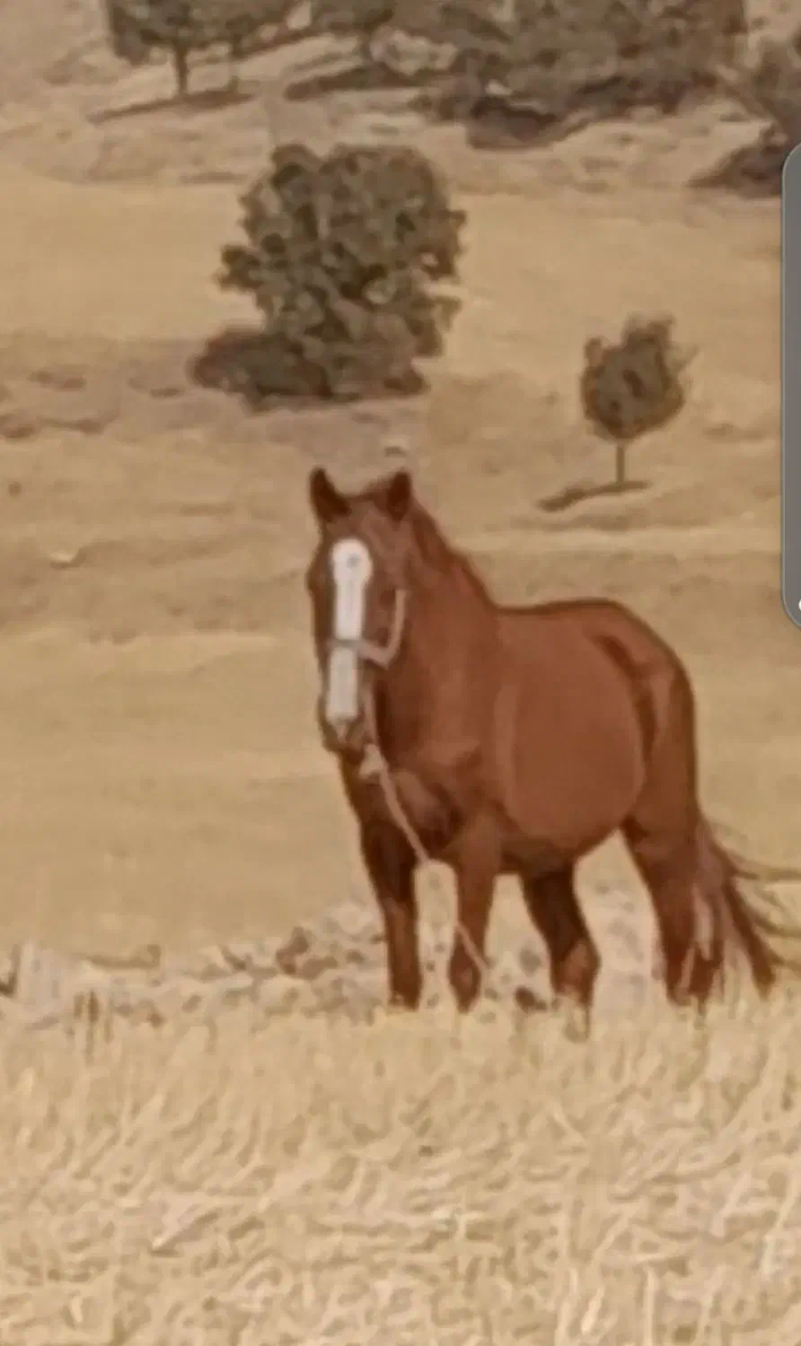 مادیان اصیل کرد|حیوانات مزرعه|چرداول, |دیوار