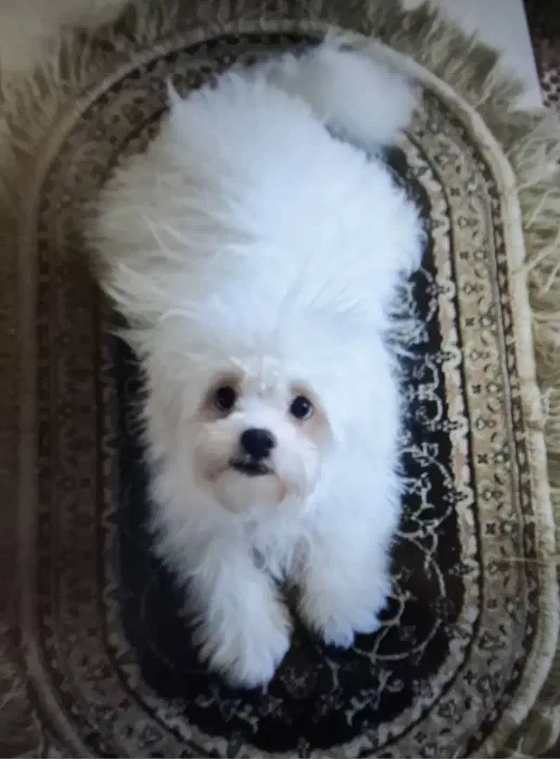 واگذاری سگ میکس پودل مالتیز|سگ|مبارکه, |دیوار