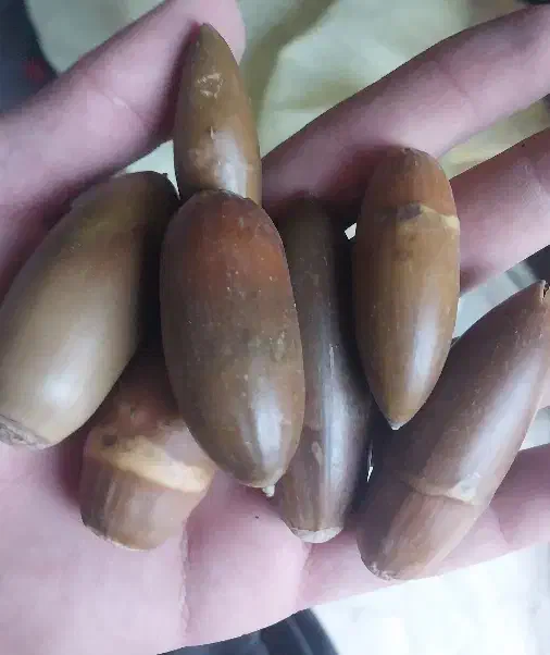 بلوط شیرین|خوردنی و آشامیدنی|سرپل ذهاب, |دیوار