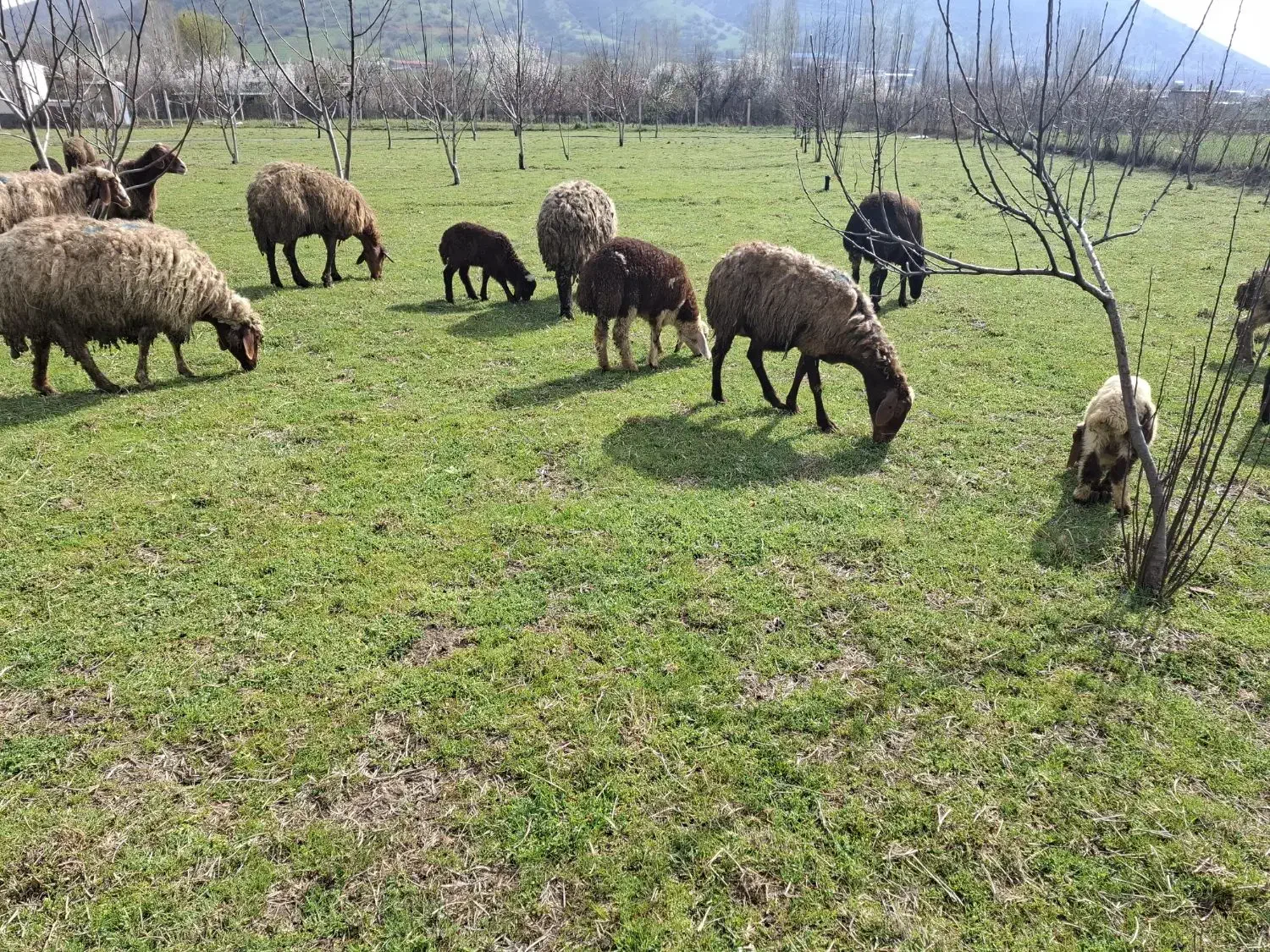 کاور نر و ماده|حیوانات مزرعه|مریوان, |دیوار