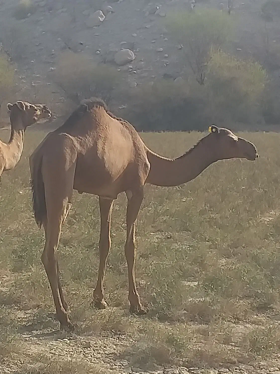 فروش شتر نر|حیوانات مزرعه|بندرعباس, |دیوار