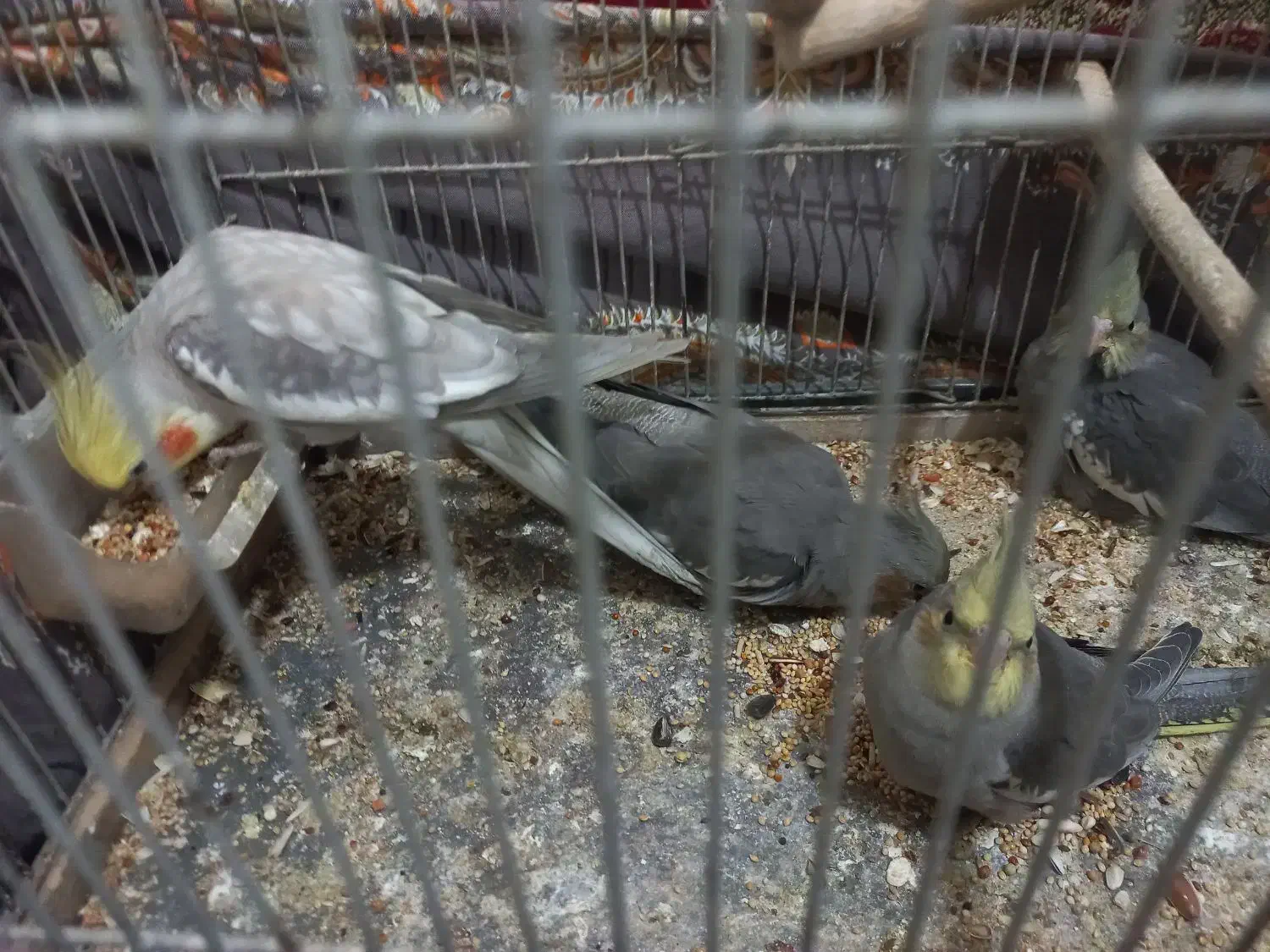 یک جفت عروس هلندی|پرنده|میانه, |دیوار