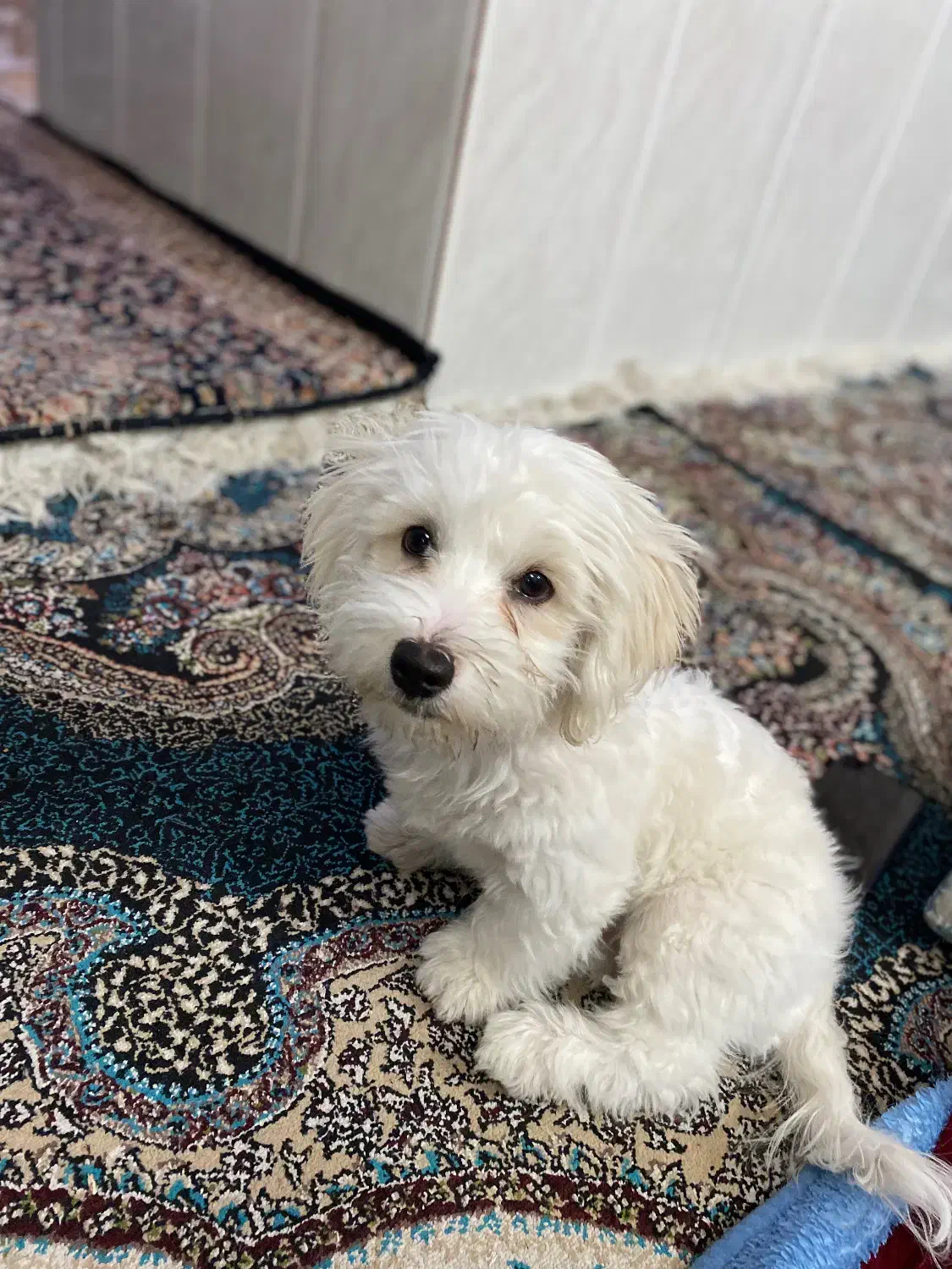 سگ نر نژاد شیتزو|سگ|یزد, |دیوار