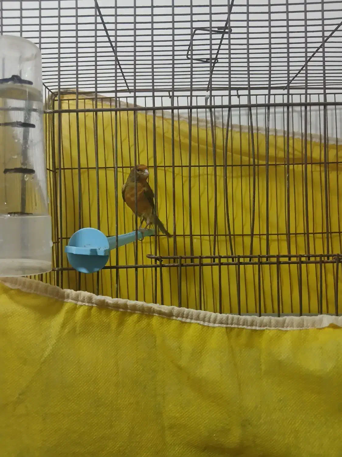 قناری نرمست مست|پرنده|بندر ماهشهر, |دیوار