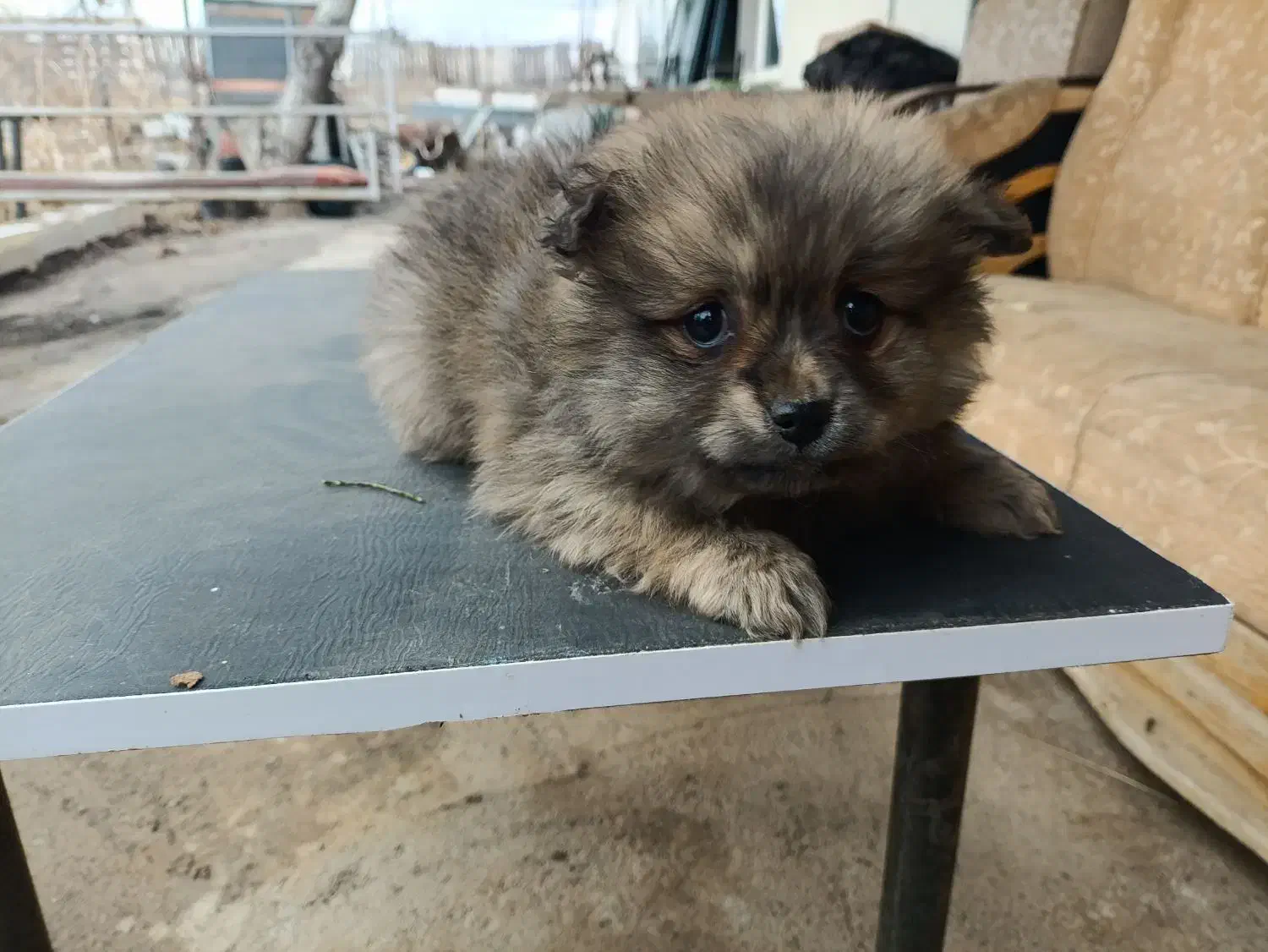 پامرین|سگ|جلفا, |دیوار