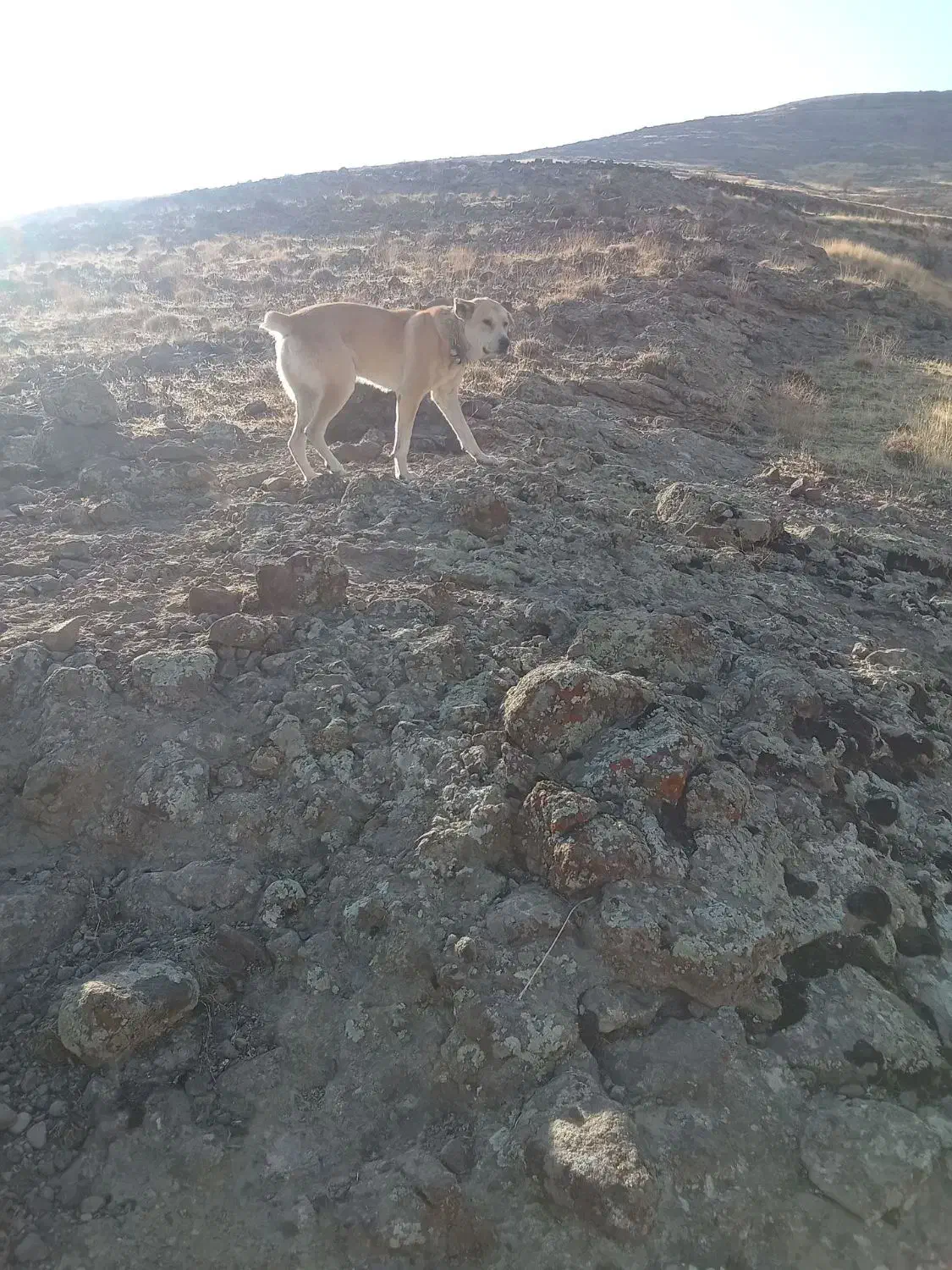 سگگله|سگ|آذرشهر, |دیوار