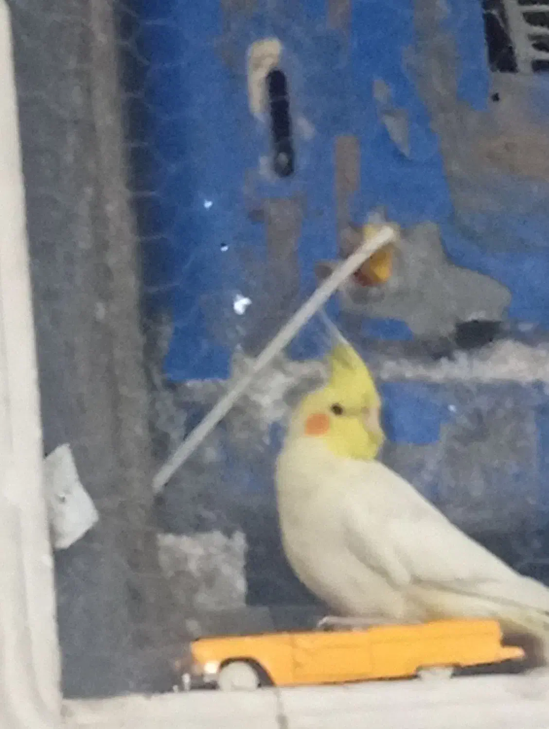 مژدگانی برای پیدا کردن عروس هلندی لوتینو|پرنده|شیراز, لب آب|دیوار