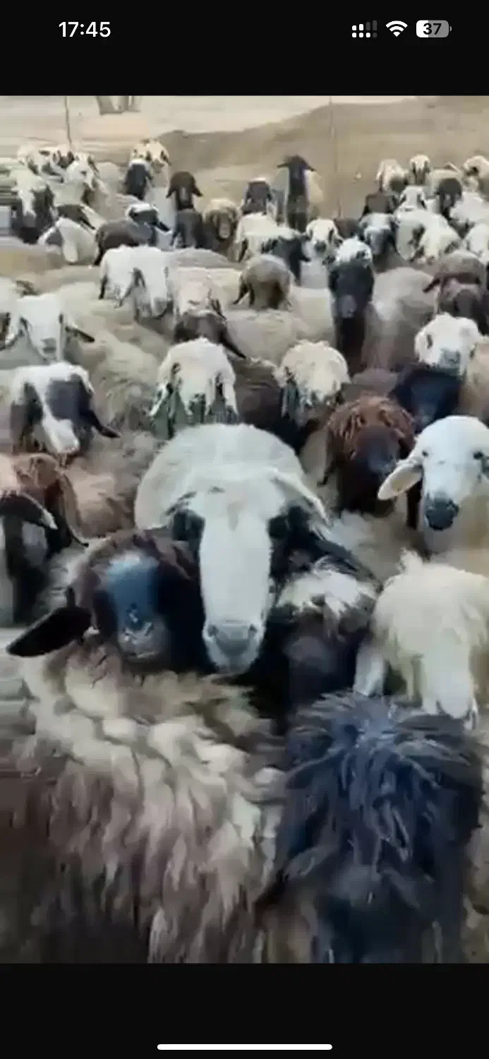 میش بختیاری درجه یک|حیوانات مزرعه|مرودشت, بیست متری بیمارستان|دیوار