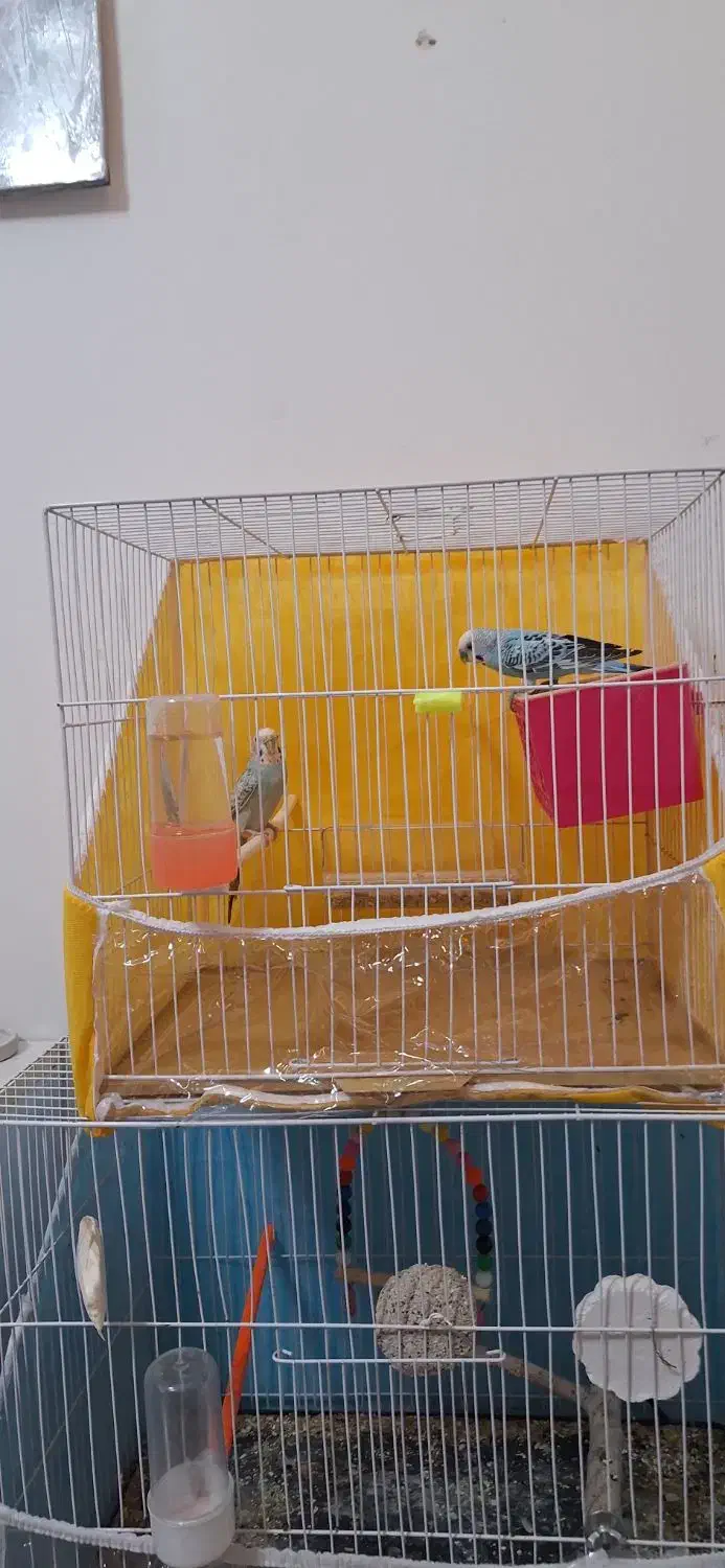 یک جفت پرنده مولد با ۲ عدد تخم|پرنده|گلبهار, شهر جدید گلبهار|دیوار