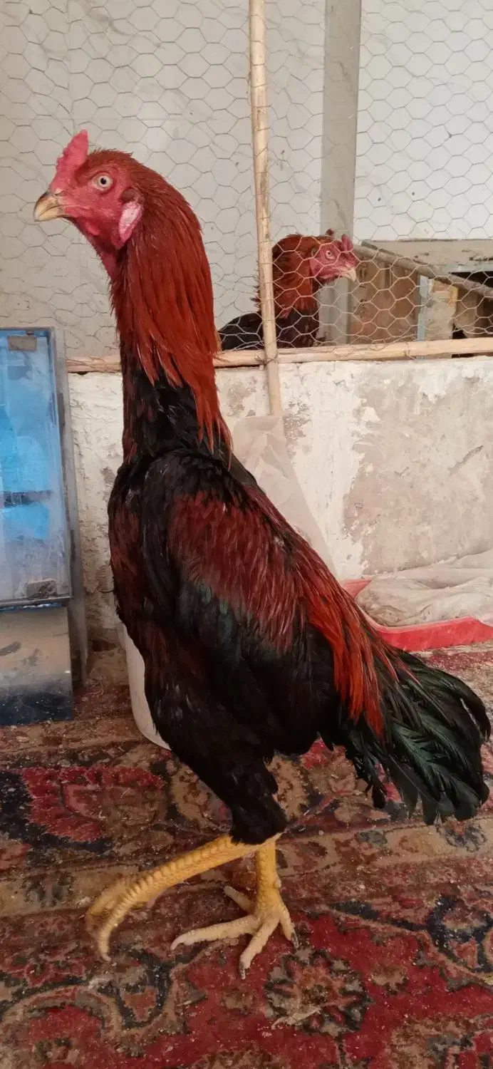 خروس لاری|حیوانات مزرعه|رباط‌کریم, نصیرشهر|دیوار