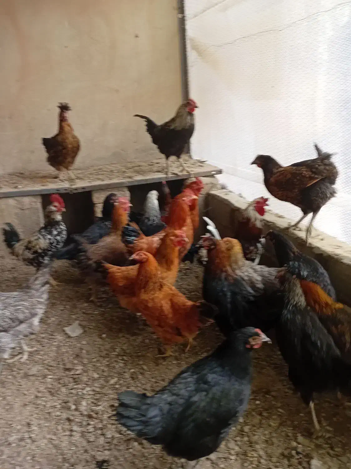 جوجه مرغ و خروس|حیوانات مزرعه|بومهن, |دیوار