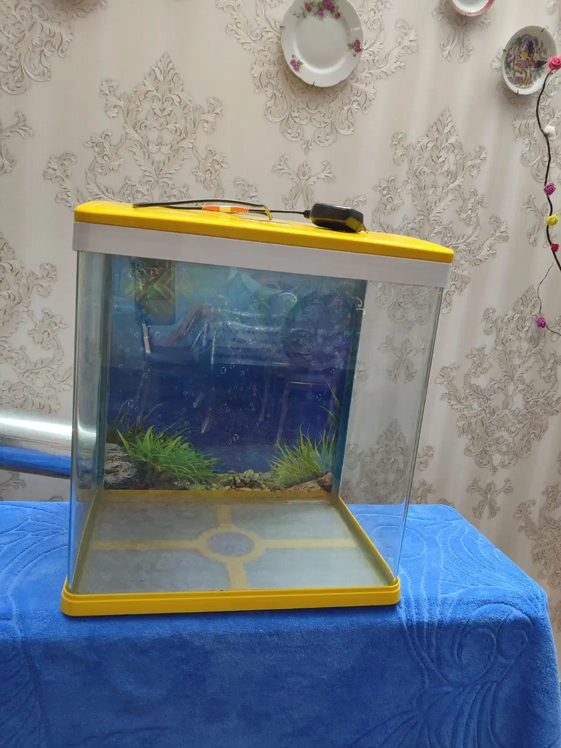 اکواریوم|ماهی|صدرا-فارس, فاز ۱|دیوار